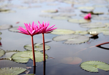 Full bloom pink lotus in the lake