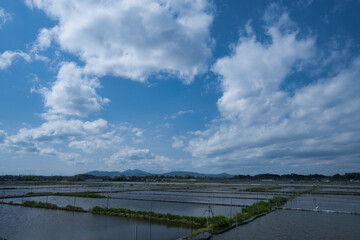 レンコン畑と筑波山
