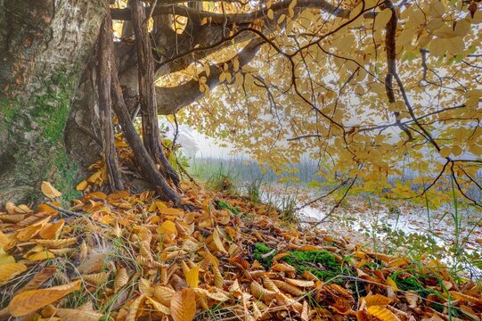AUTUMN LEAVES AND COLOURS.  Kenmo Lake, Hazeldene, Himeville, South Africa