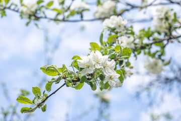 Spring background art with white apple blossom on blue sky background. Beautiful nature scene with blooming tree and sun flare