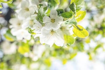 Spring background art with white apple blossom on blue sky background. Beautiful nature scene with blooming tree and sun flare