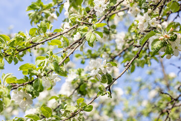 Spring background art with white apple blossom on blue sky background. Beautiful nature scene with blooming tree and sun flare