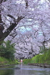 cherry blossom river