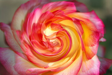 Fototapeta na wymiar artistic composition of rose flowers with Yin Yang effects,
