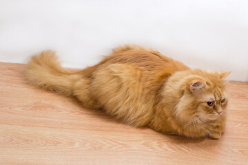 Ginger cat lies on the wooden floor on white background