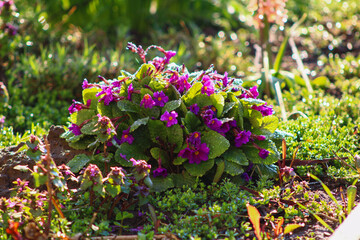 Fototapeta premium Purple primrose in the early morning 