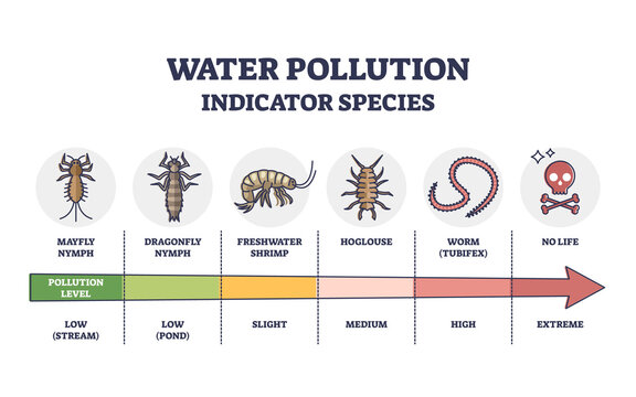 Water pollution indicator species from low to extreme levels outline diagram. Labeled educational scheme with wildlife organisms and creatures living in polluted fauna environment vector illustration.