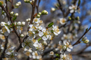 Spring flowering. A spring blooming branch with white flowers on a blue sky background. A flowering branch of a fruit tree on a blurred natural background. Selective focus.