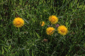Beautiful flowers of yellow dandelions on a spring day in a meadow in the sunlight. Spring mood. Yellow dandelions in the green grass on a sunny day. Green spring background. Dandelions in the grass.