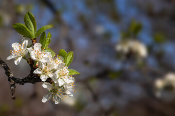 Spring flowering. A spring blooming branch with white flowers on a blue sky background. Selective focus. A flowering branch of a fruit tree on a blurred natural background.