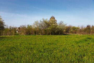 Green meadow and blue sky. A green grass meadow with a forest of trees against a blue cloudy sky. A green field under a blue sky. Spring landscape with a green field and trees in the distance.