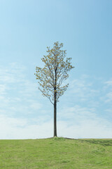 a tree on a meadow with blue sky