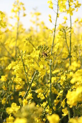 Obraz premium flowers in spring