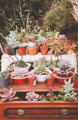 Mix of variated succulent plants in recycled pots in a backyard