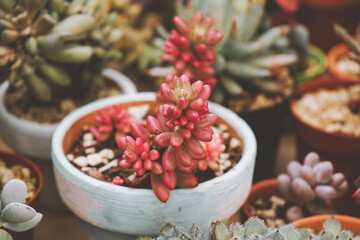 Beautiful close up of a sedum rubrotinctum aurora