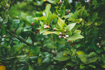 Close up of a lemon tree in bloom