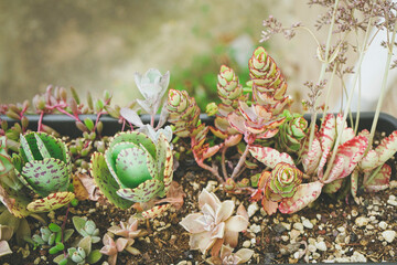 Mix of variated succulent plants in recycled pots in a backyard