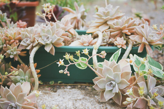 Beautiful and healthy graptopetalum paraguayense in bloom
