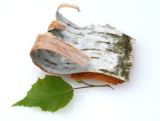 Birch bark, birch betula