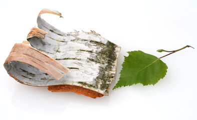Birch bark, birch betula