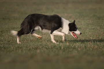 Black and white border collie dog