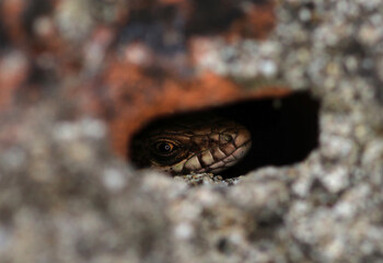 A lizard hiding in its hole