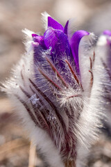 The bud of a Dream-grass, anemone or pulsatilla close-up. Dew drops glisten on the petals