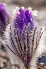 The bud of a Dream-grass, anemone or pulsatilla close-up. Dew drops glisten on the petals