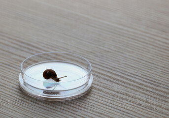 Snail inside a laboratory dish