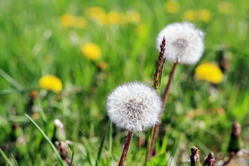 White dandelions growing in the meadow in Poland