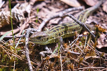A green lizard basks in the sun. A lizard in the spring forest stuck out its tongue. A lizard among the grass and branches in the spring forest.