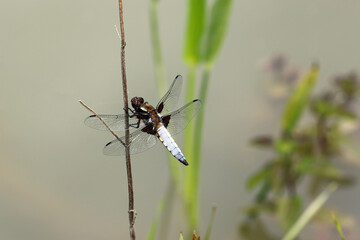 Male broad bodied chaser dragonfly resting on plant stem