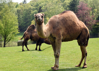 dromedary, Camelus dromedarius