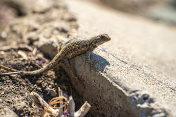 Eastern Fence Lizard (Sceloporus undulatus) sitting on a rock. 