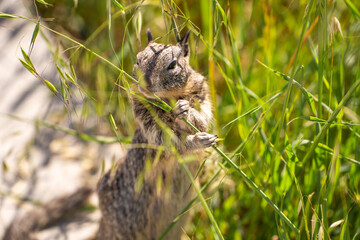 California Ground Squirrel (Spermophilus beecheyi) stands on its hind legs and eats grass.
