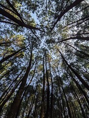 Obraz premium green forest in the morning