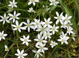 Milk Star, Ornithogalum umbellatum