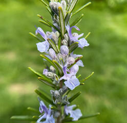 Rosemary officinalis