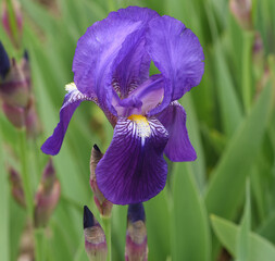 Iris, germanica © Ruckszio