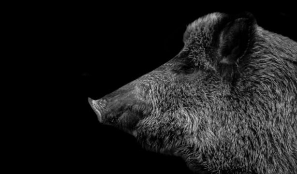 Wild Boar Portrait On The Dark Black Background