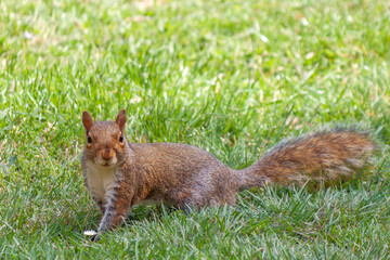 a cute eastern gray squirrel (Sciurus carolinensis), also known as  the grey squirrel, 