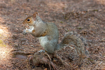 Naklejka na ściany i meble a cute eastern gray squirrel (Sciurus carolinensis), also known as the grey squirrel, 