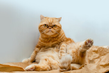 Red exotic cat is sitting. Funny pets. Washes, plays, Cute funny pussy posing on camera. Concept of pets, furry animals gloomy face