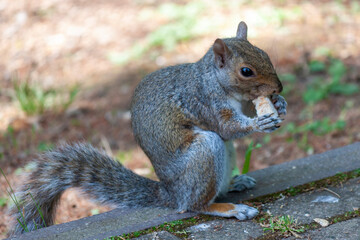 a cute eastern gray squirrel (Sciurus carolinensis), also known as  the grey squirrel, 