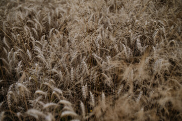 Golden ripe ears of wheat in field during summer