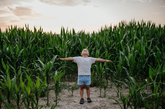 Little boy is standing with arms outspread in the field of corn in summer