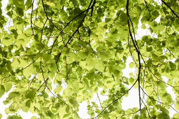 Beautiful green leaves background in summer. Tree branch with green leaves.