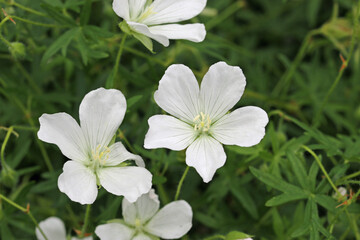 White cranesbill flowers in close up
