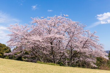 Blooming large cherry trees at the summit of Mt.aonoyama , Shikoku, Japan	