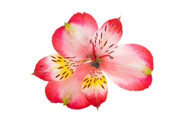 Obraz na płótnie Canvas Alstroemeria flower isolated